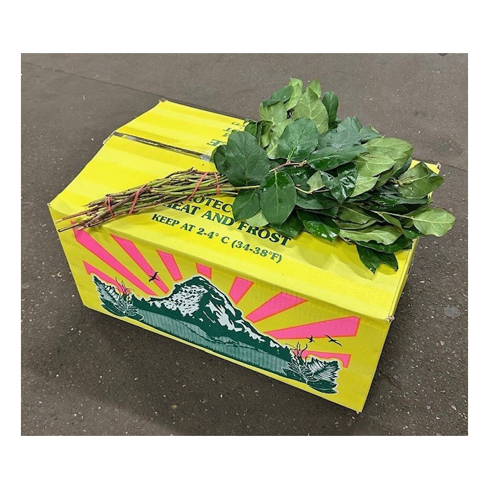 <h4>SALAL TIPS YELLOW BOX</h4>