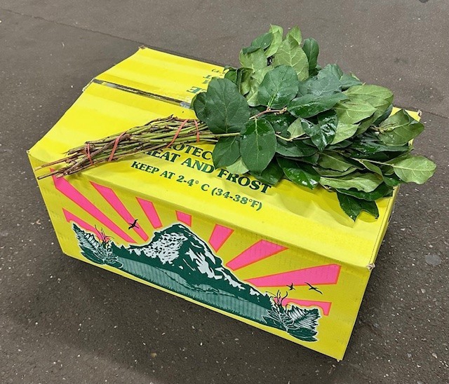 <h4>SALAL TIPS YELLOW BOX</h4>