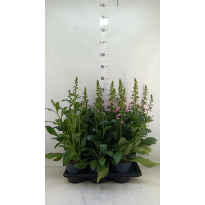 Digitalis  'Pink Panther'