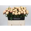 Paeonia Ann Cousins