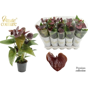 Anthurium andr. 'Essencia'