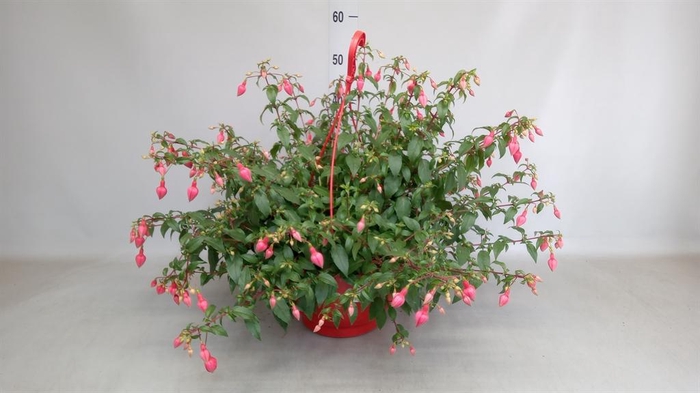 <h4>Fuchsia   ...</h4>