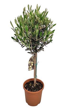 <h4>Olea Europaea Stem</h4>