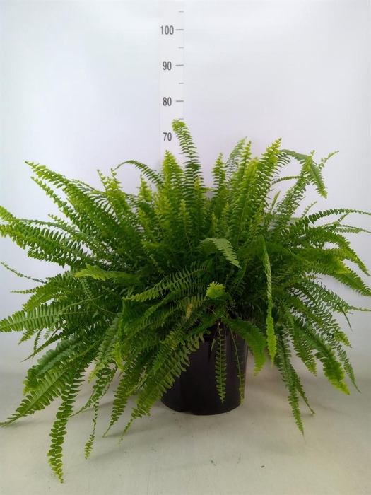 <h4>Nephrolepis exal. 'Green Lady'</h4>