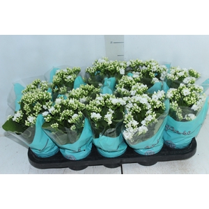 KALANCHOE DOBRADO P11