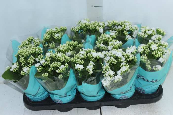 <h4>KALANCHOE DOBRADO P11</h4>