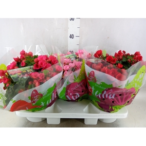 Begonia elat. EN 'Betulia' ..mix
