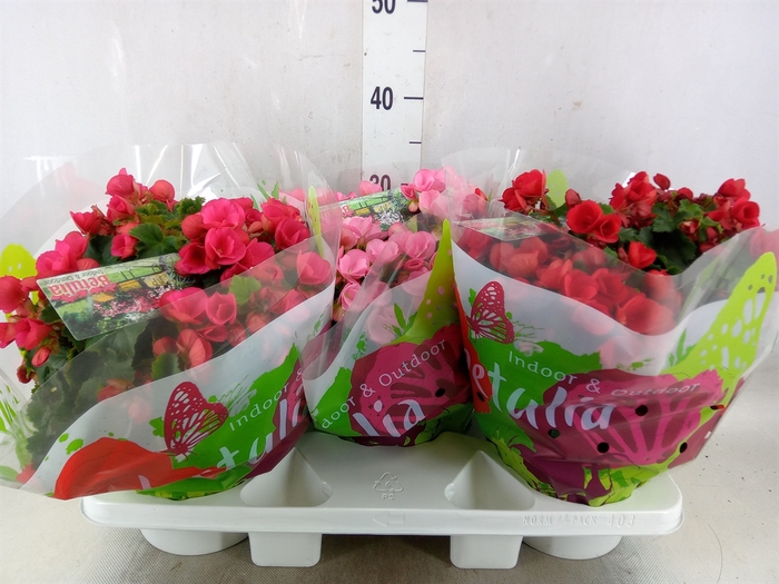 <h4>Begonia elat. EN 'Betulia' ..mix</h4>