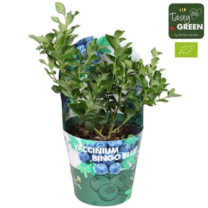 Vaccinium cor. 'Bingo Blue' Bio P14 potcover