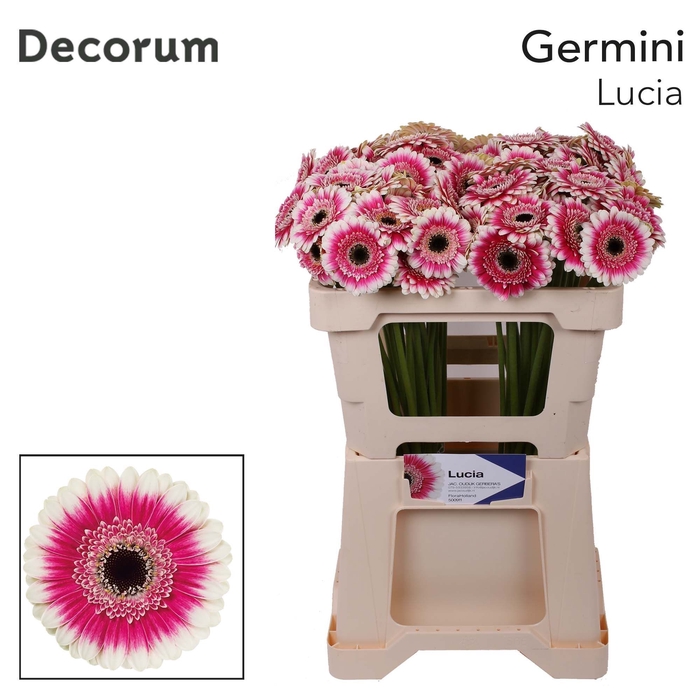 Germini Lucia Water x60