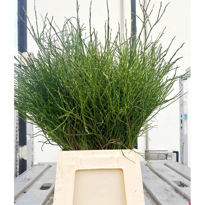 <h4>Vacc Myrtillus Bs</h4>