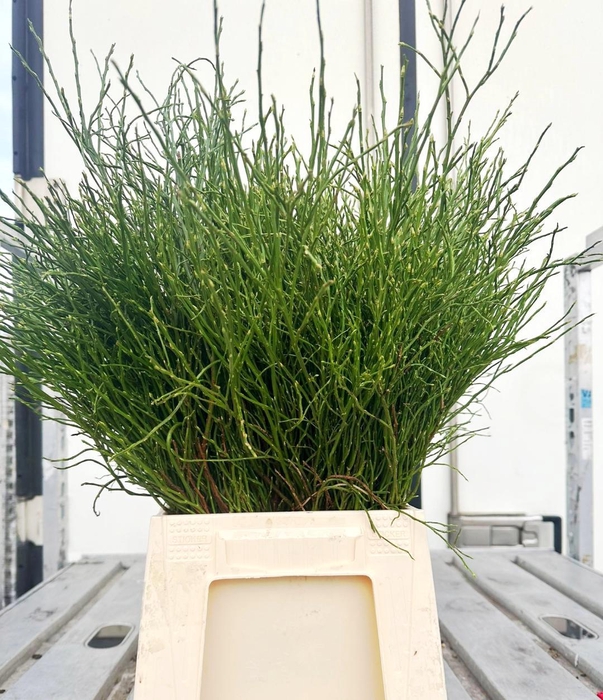 <h4>VACC MYRTILLUS BS</h4>