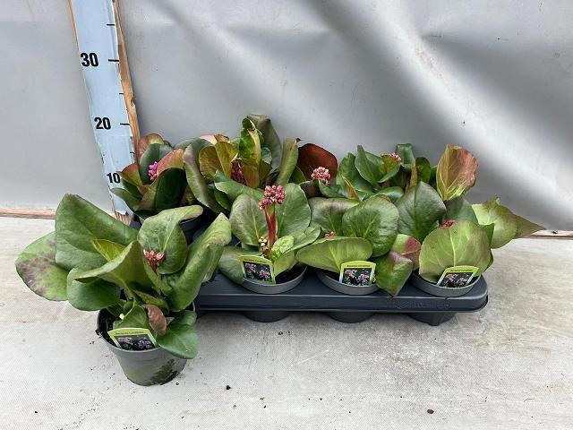 <h4>BERG CORD PURPUREA</h4>