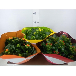 Kalanchoe blos. ..mix 5