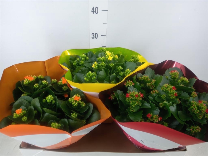 <h4>Kalanchoe blos. ..mix 5</h4>