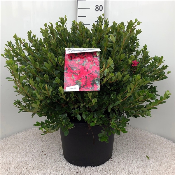 <h4>Rhodo. (AJ) 'Toreador' pink</h4>