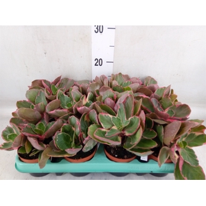Kalanchoe NF   ...