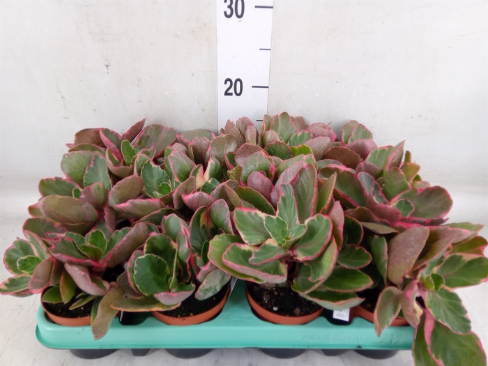 <h4>Kalanchoe NF   ...</h4>