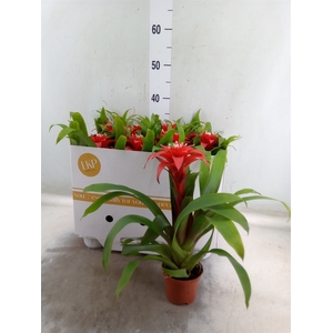 Guzmania  'Priscilla'