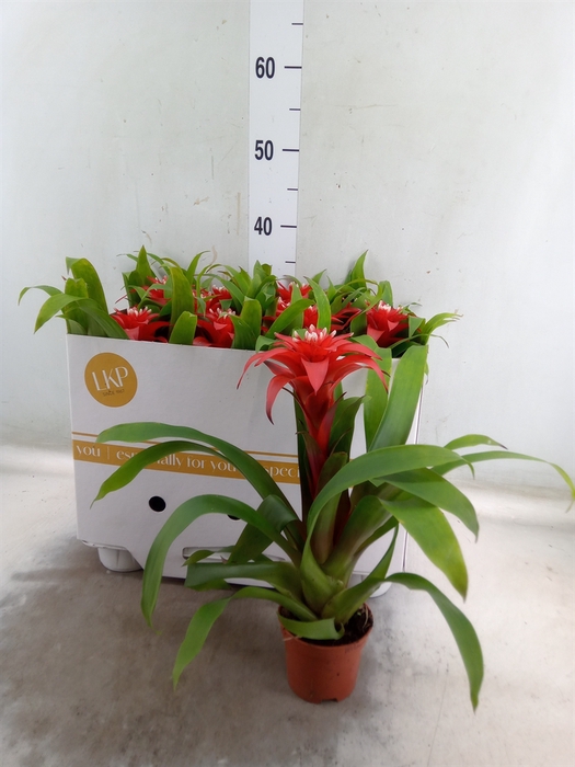 <h4>Guzmania  'Priscilla'</h4>