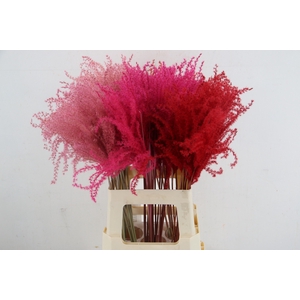 DF Miscanthus 70cm Love Mix