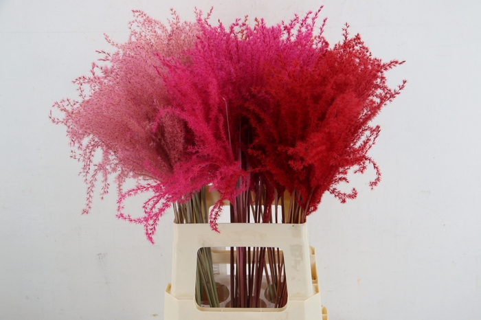 <h4>DF Miscanthus 70cm Love Mix</h4>