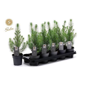 Pinus Silver Crest
