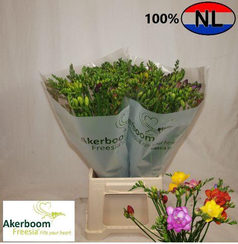 <h4>Freesia Gemengd</h4>