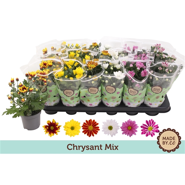 Chrysant Mix