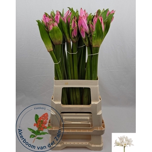 AMARCRINUM