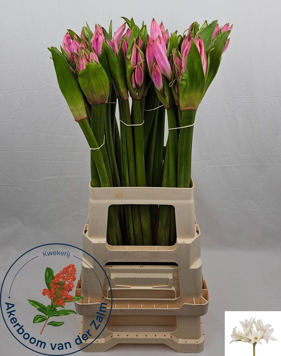 <h4>AMARCRINUM</h4>