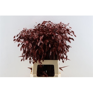 Siergras Chasmantium Klbh Rood