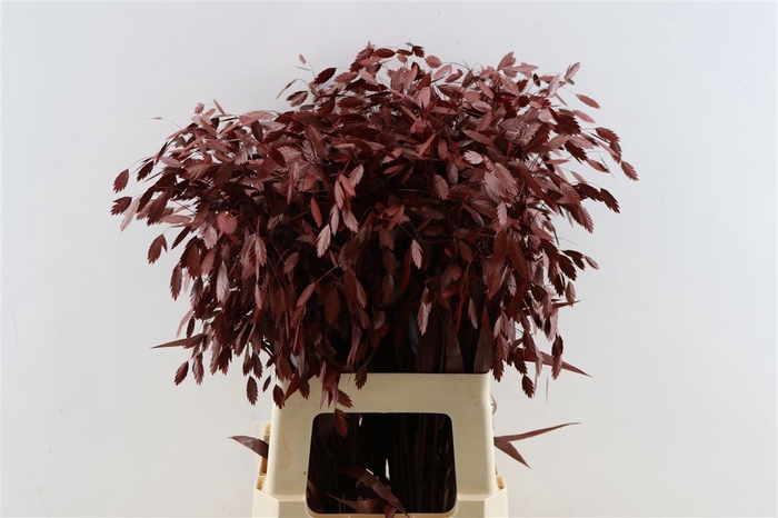 <h4>Siergras Chasmantium Klbh Rood</h4>