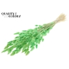 Lagurus Premium per bunch Intense Mint Green