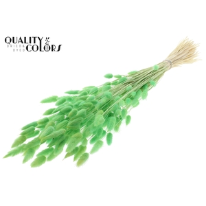 Lagurus Premium per bunch Intense Mint Green
