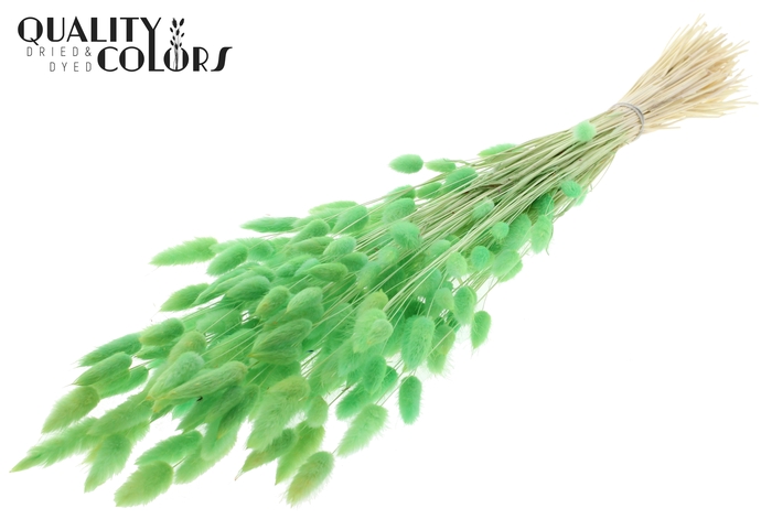 Lagurus Premium per bunch Intense Mint Green