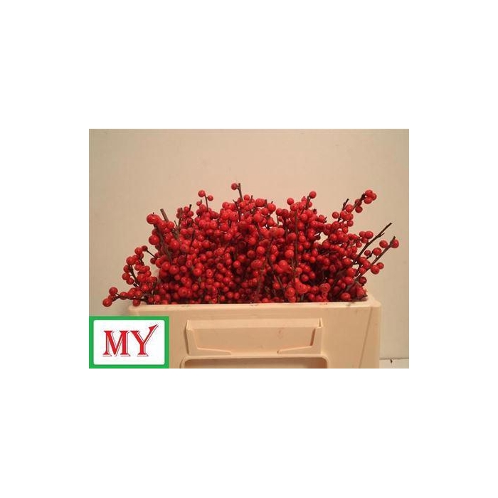 <h4>Ilex Ve Rode Bes</h4>