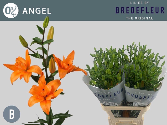 <h4>LI LA BF ANGEL</h4>