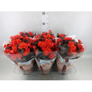 Begonia elat. DU 'Mocca Orange'