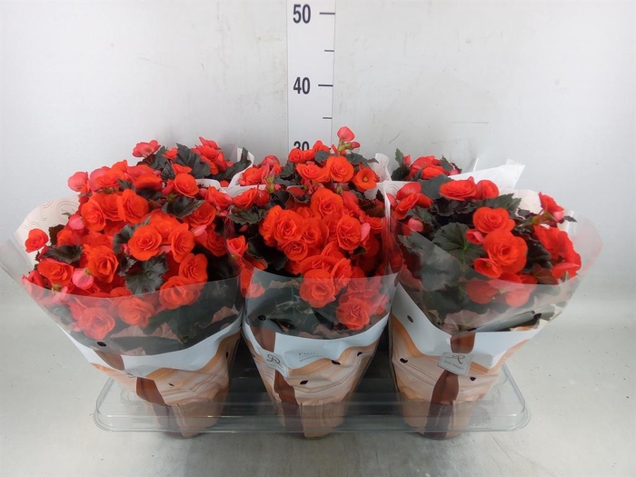 <h4>Begonia elat. DU 'Mocca Orange'</h4>