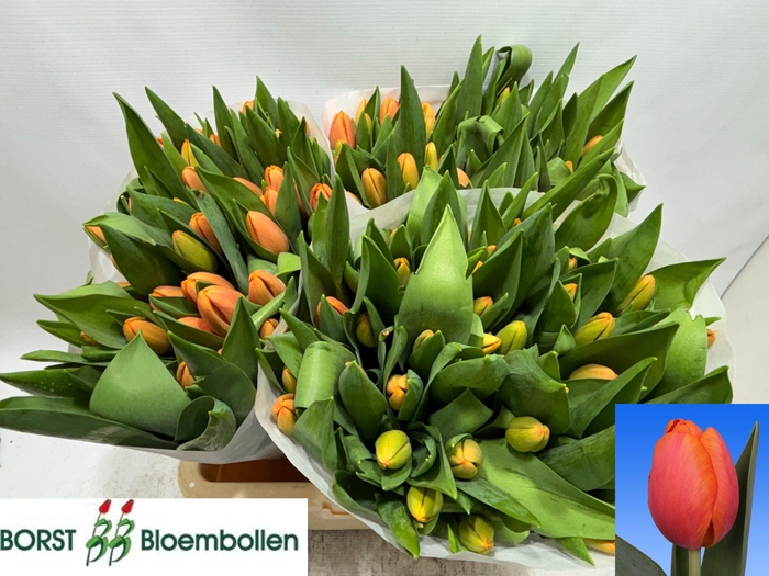 <h4>TU EN TIME OUT</h4>