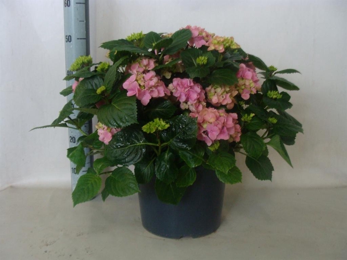 <h4>Hydrangea mac.   ...</h4>