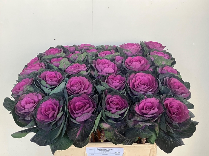 <h4>BRASS RED CRANE</h4>