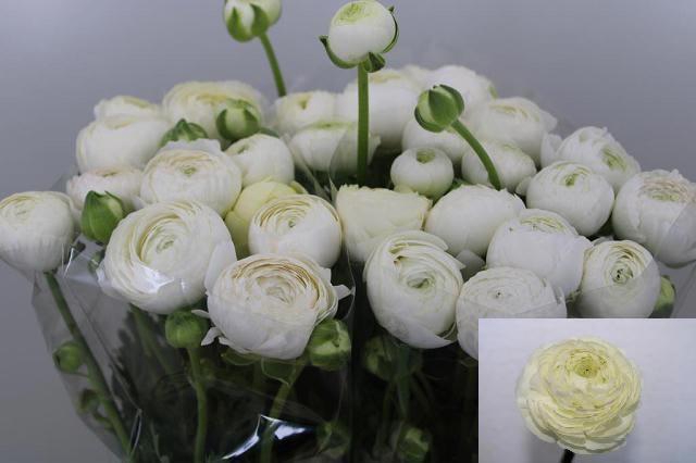 <h4>RAN AAZUR WHITE</h4>