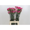 Dianthus St Bizet