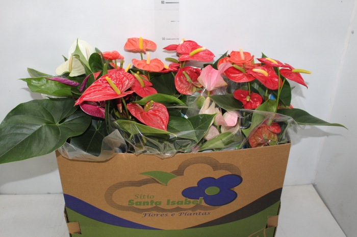 <h4>ANTHURIUM VARIADO P15</h4>