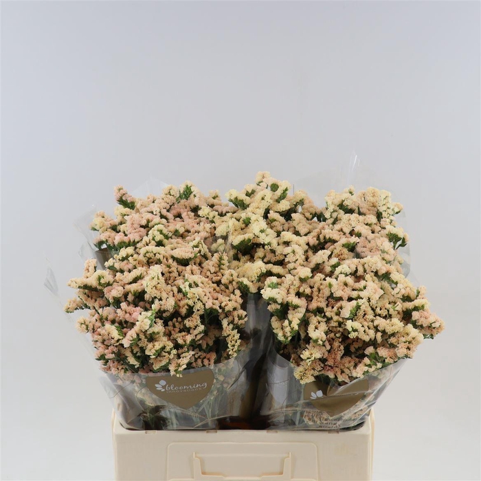 <h4>Statice Honey Apricot</h4>