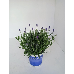 Lavandula angustifolia Hidcote