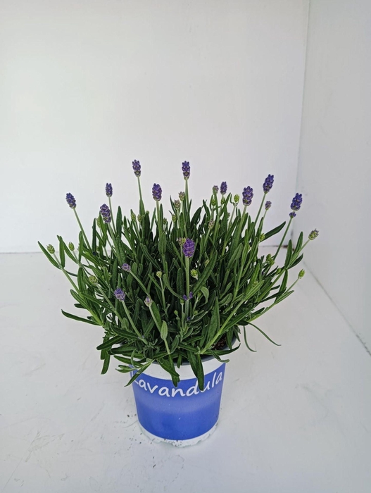 Lavandula angustifolia Hidcote