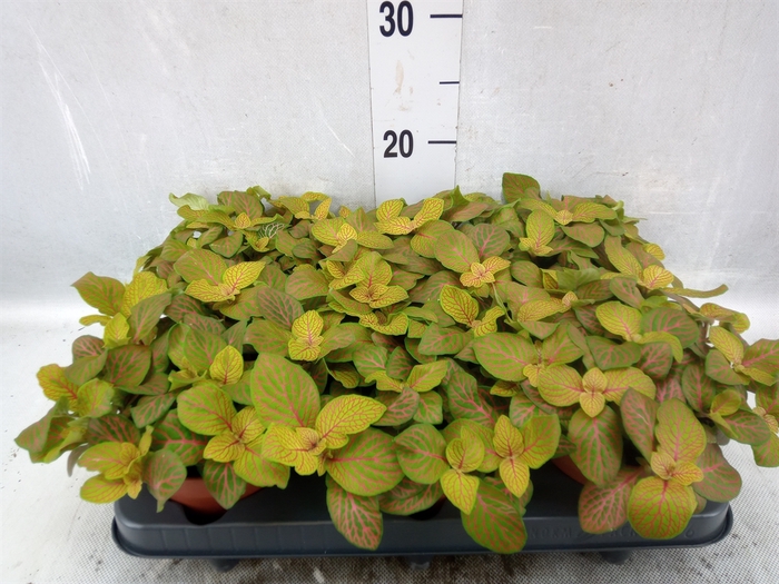 Fittonia  'Mosaic Skeleton'